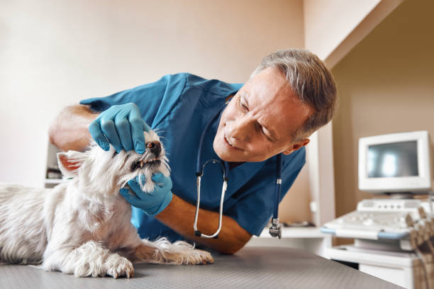 Best Walk-In Emergency Dentist in Oronoque, CT